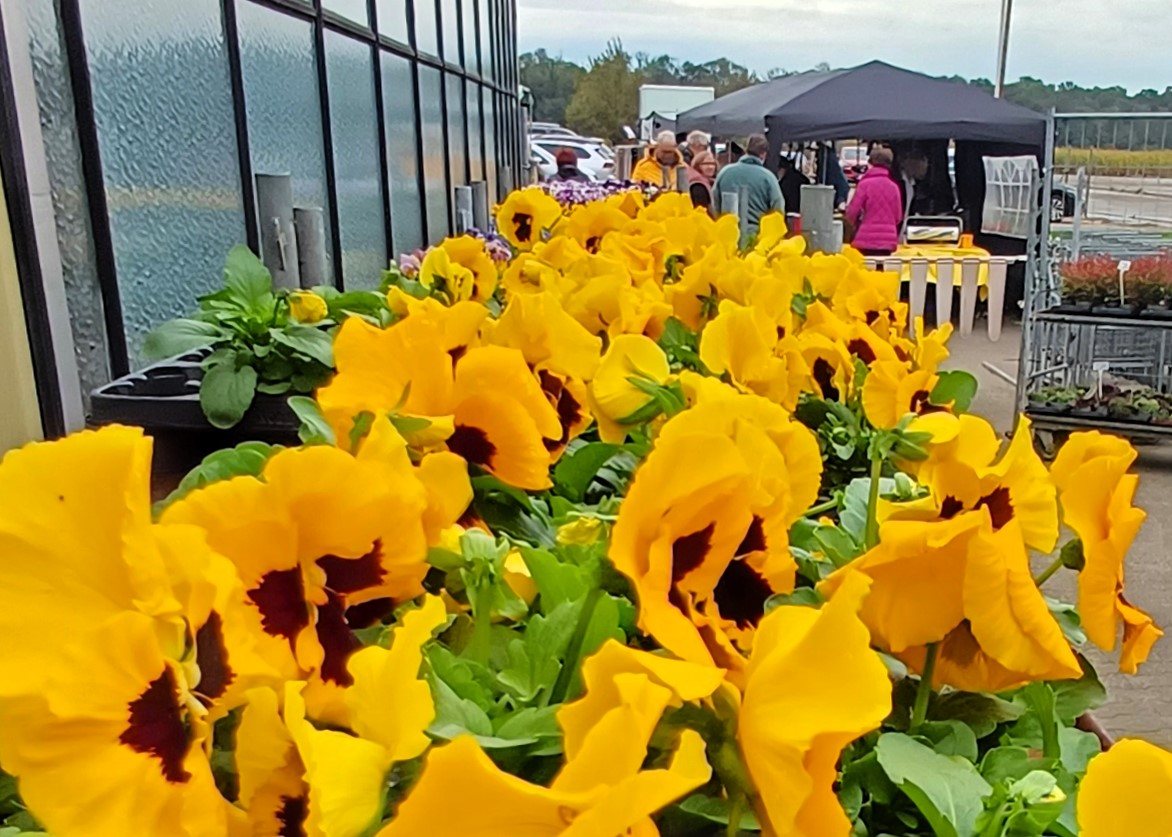Herbstmarkt Gärtnerei Stefen